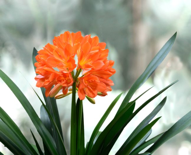 A bright orange clivia blooms among green leaves