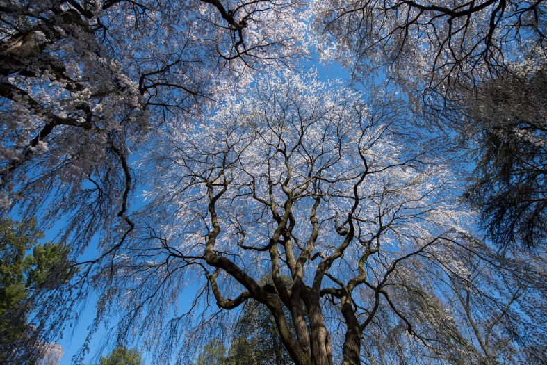 Looking up at a tall, blooming, white weeping willow tree against a blue tree
