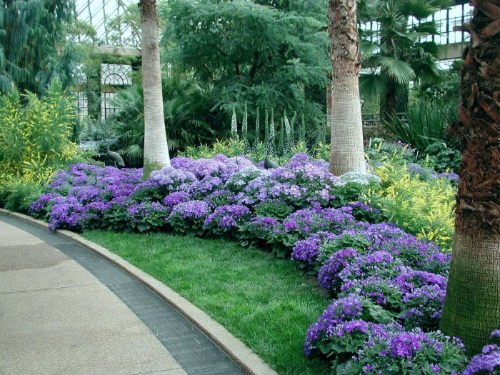 Purple cineraria line a garden bed along a walkway 