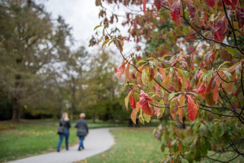 A flowering red Franklinia tree stands in front of a walking path with two people on it
