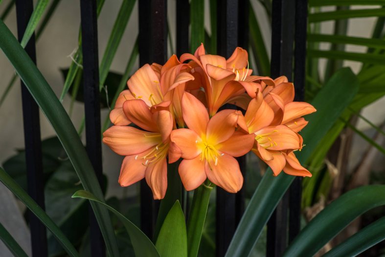 A small bunch of pale orange clivia bloom among green leaves