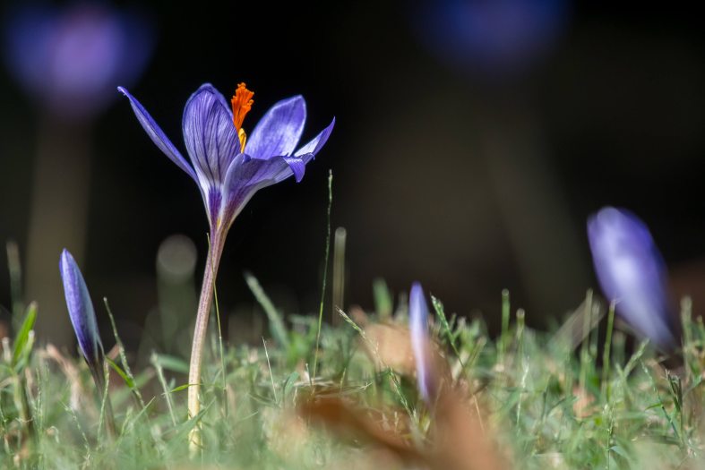 Close-up of a small purple crocus blooming