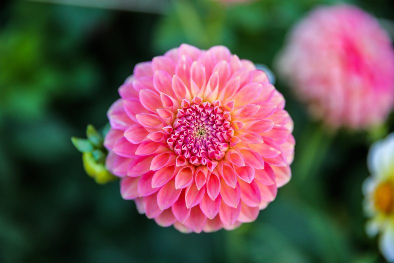 A bright pink dahlia with a green out of focus background