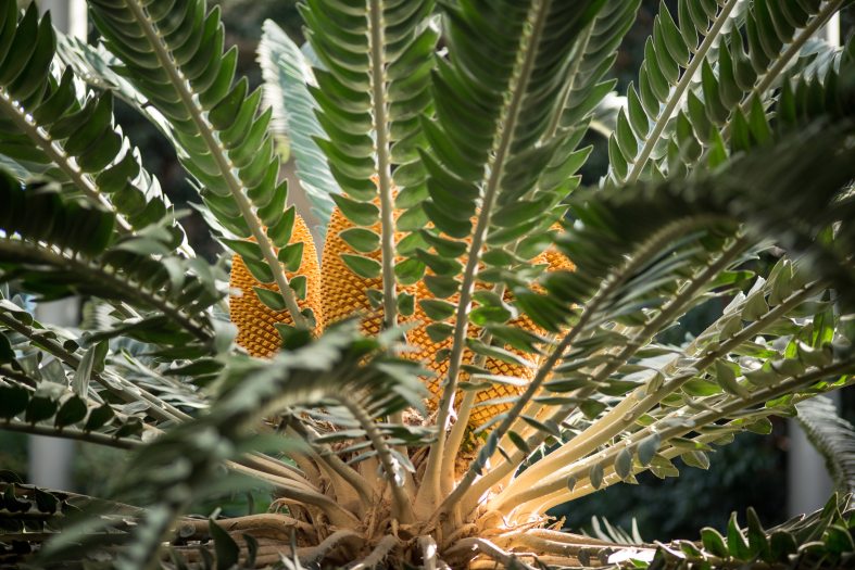 large green compound leaves surround large golden cones in a circular pattern