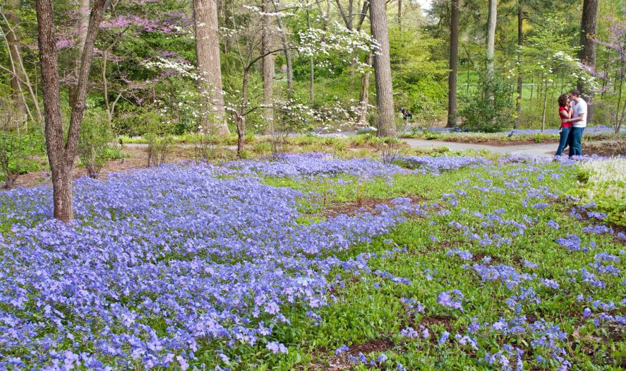A sea of purple flowers cover a grassy green area surrounded by trees with a couple kissing in the distance