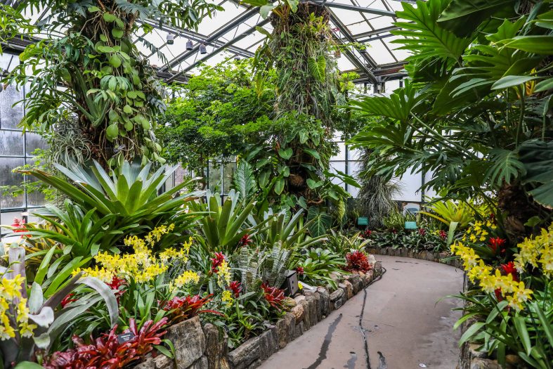 A path leads into a room of tropical green, yellow, and red plants in a glass conservatory 