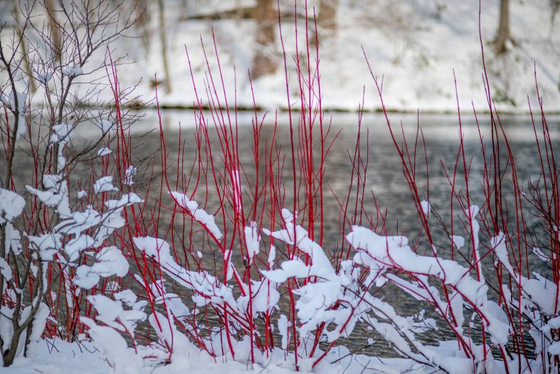 Thin red branch-like plants sprout up from snow covered ground in front of a small lake