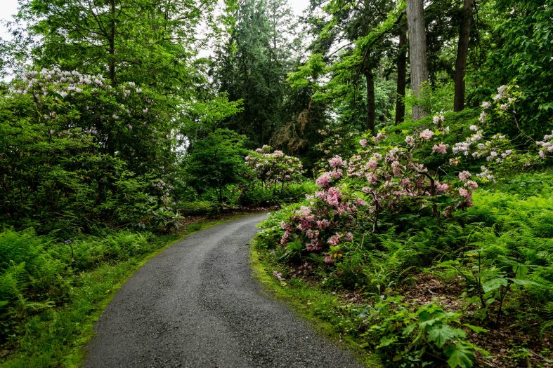 A road winds into a green forest with a pink flower bush to the right