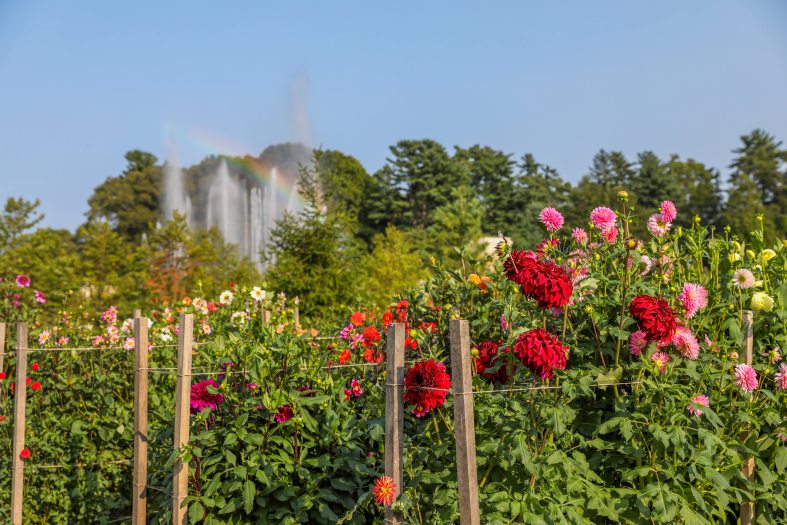 A garden of tall dahlias held up by wooden stakes with fountains seen in the distance