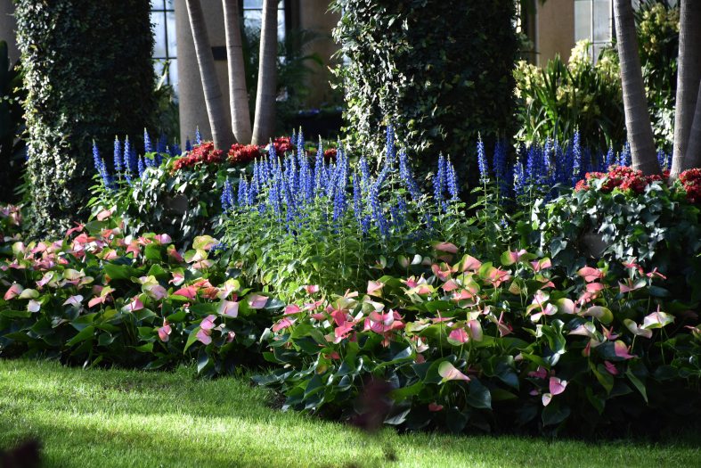 layers of pink and blue blossoms edge a green indoor lawn backed by vine-covered columns