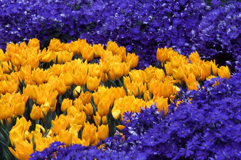 Yellow and purple plants line a flower bed