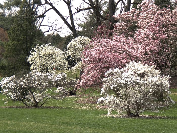 Flowering pink and white trees are seen among green grass