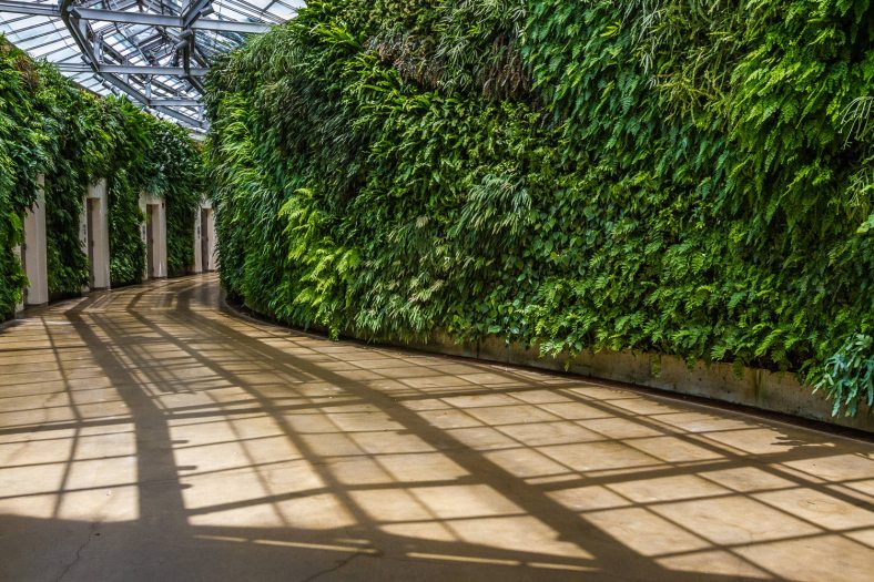 A green wall of plants line the pathway down a wide curving hallway