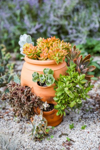 Small green and orange succulent plants overflow out a small orange pot sitting on a sandy ground