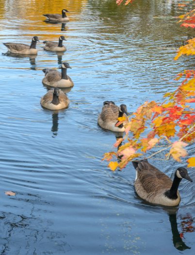 A group of Canada geese float across the water of a small lake