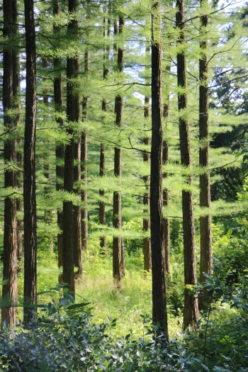 A collection of tall, skinny brown trees are lined with bright green leaves in a wood