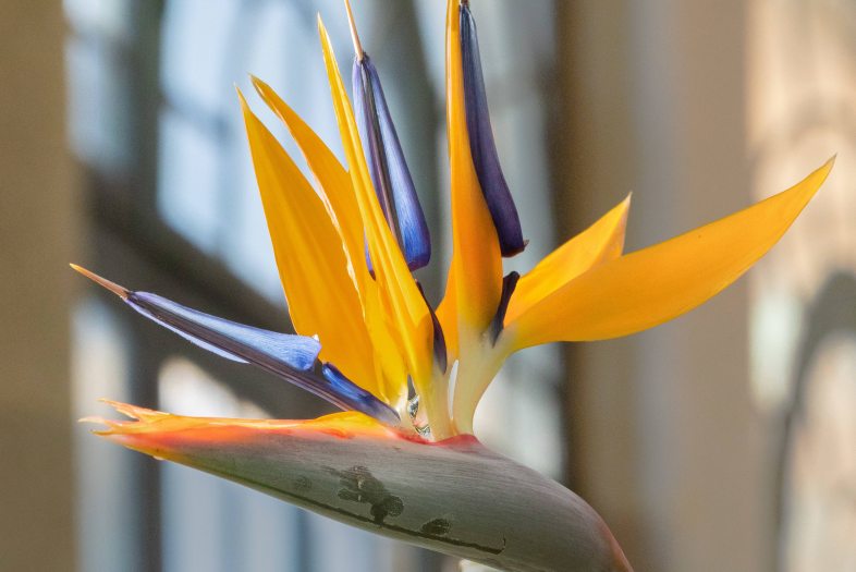 a bird-of-paradise in bloom with blue and gold petals