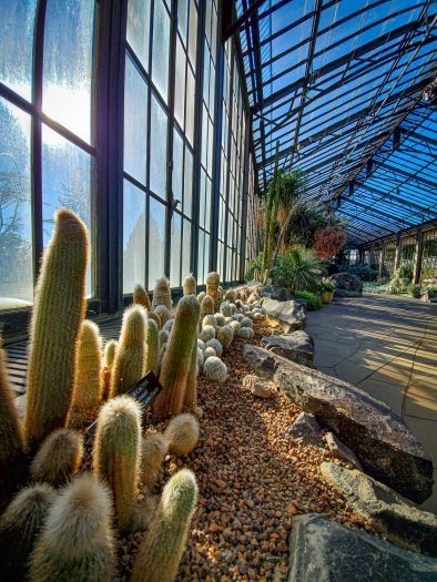 Sun shines through the glass wall of a conservatory across a garden bed of small cactuses