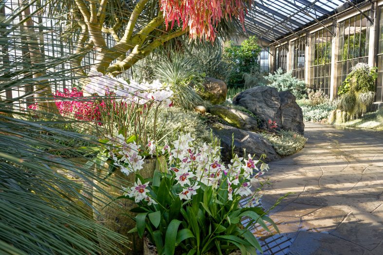 Sun shines through glass conservatory walls over garden beds of desert plants and white orchids