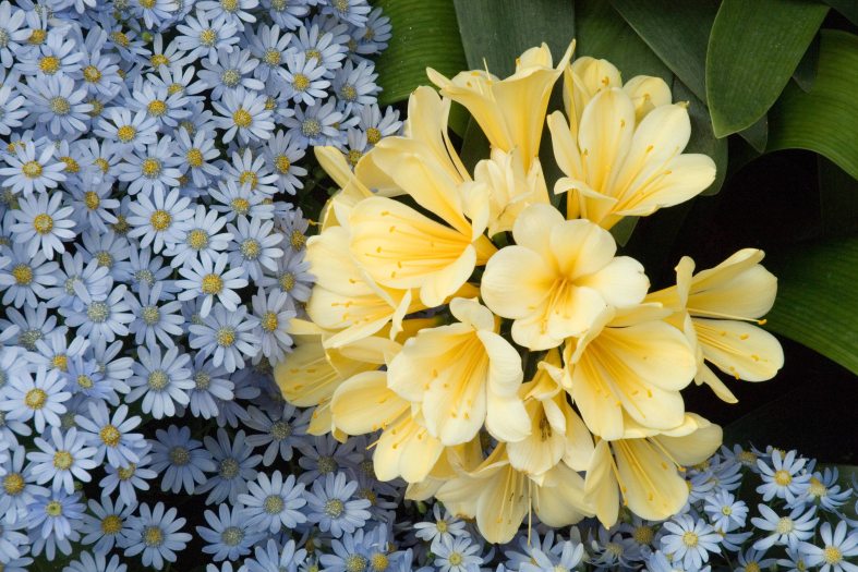 Close up of yellow clivia with small pale blue flowers to the right