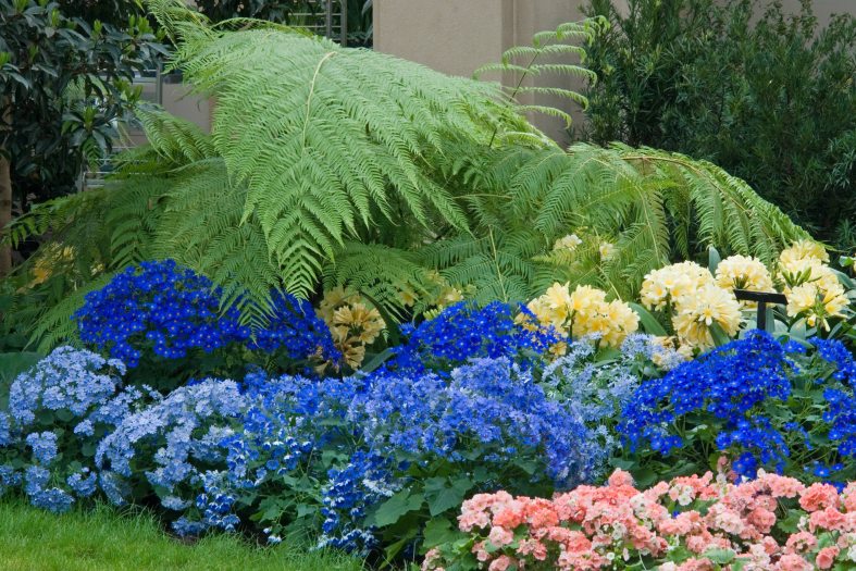 Blue and yellow plants line a garden bed with a large green fern-like plant in the background