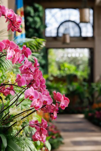 Bright pink orchids hang out of a garden bed in front of a long hallway in a glass conservatory