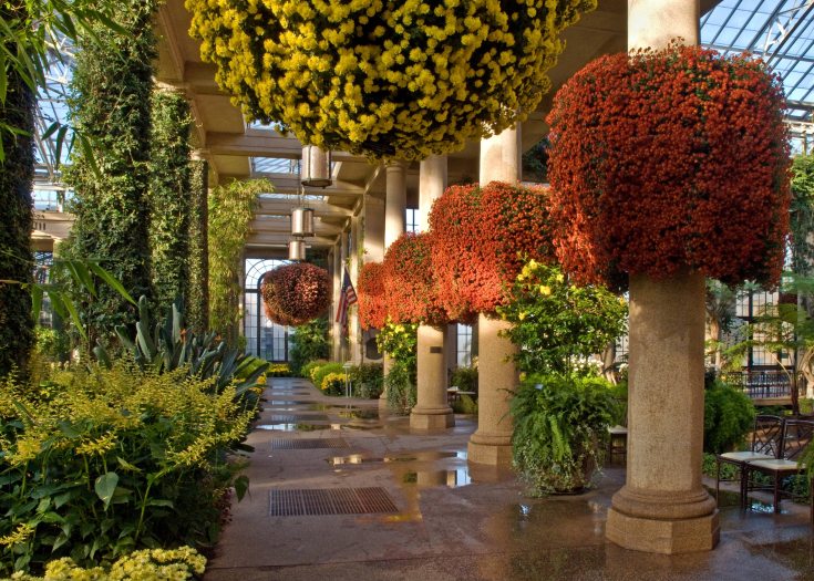 Large circular display of orange chrysanthemums wrap around concrete columns lining a walkway in a conservatory