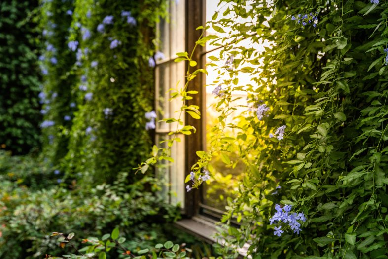 Sun shines in through a glass window on green plants covering a wall
