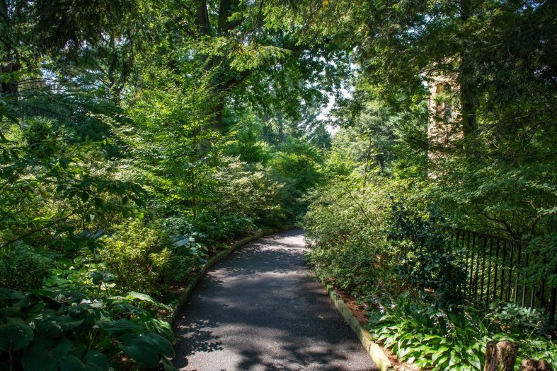 A path leads into a lush green forest