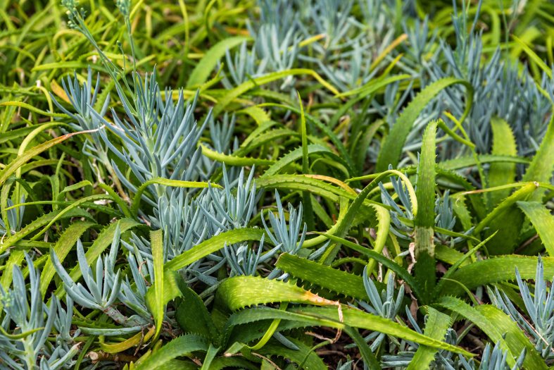 Close-up of interwoven green and turquoise textured plants in the Silver Garden