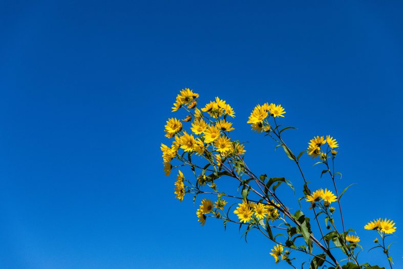 A plan of yellow flowers reaches upward against a bright blue sky