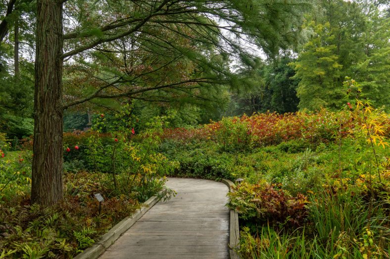 A wooden pathway winds through woods with tress on the left and garden beds of yellow and red plants