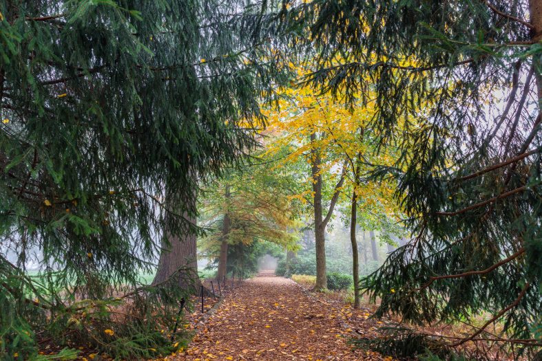 A path of wood chips leads through mist-filled green and yellow trees