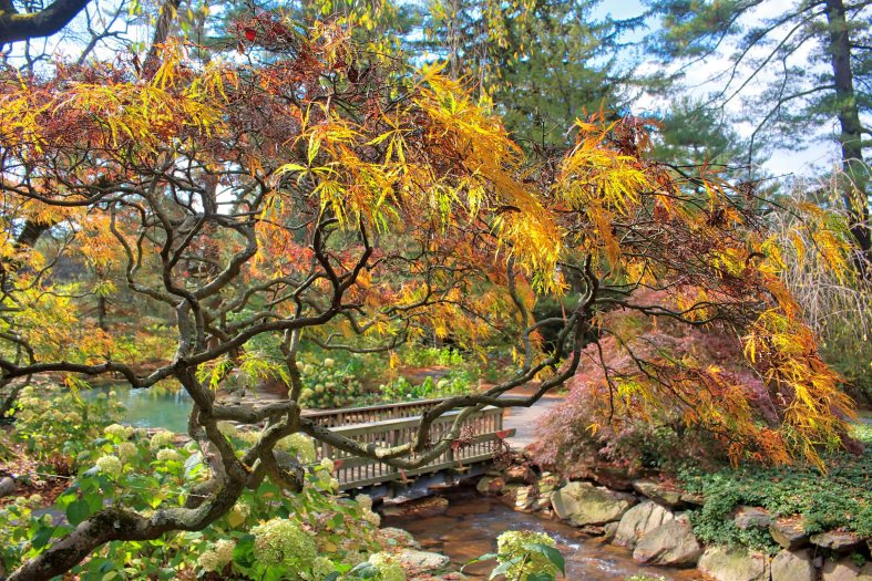 A large red and yellow tree with twisting branches hangs over a small stream and wooden bridge