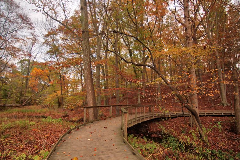 A wooden pathway leads through a forest of trees with yellow, red, and orange leaves during autumn