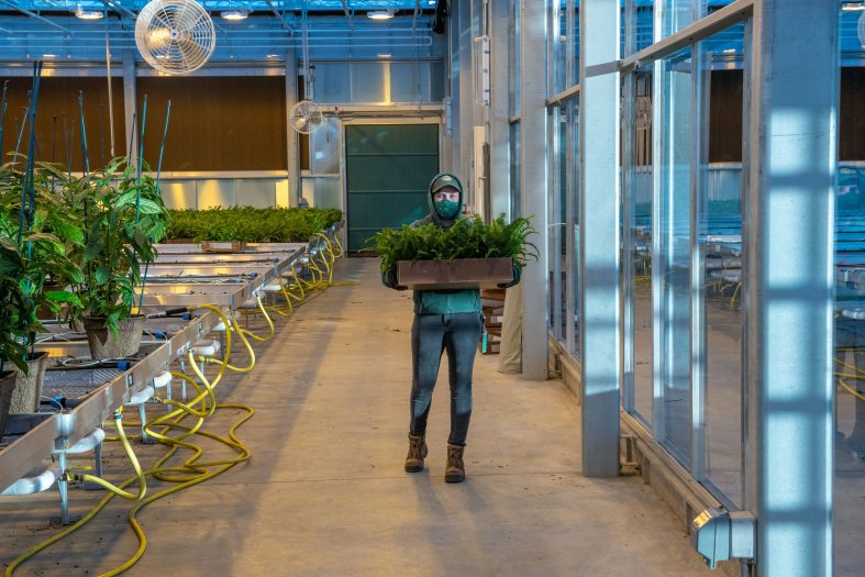 A person stands holding a large tray of plants in a growing greenhouse