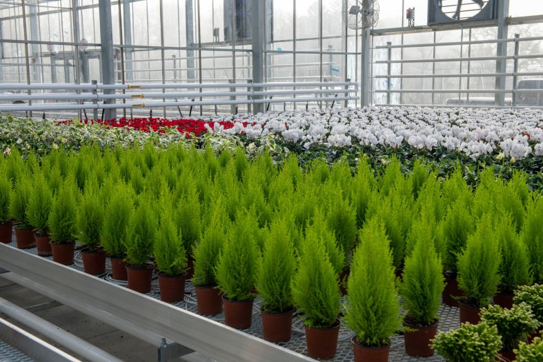 Rows of small green tree-like plants sit on a lifted metal shelf in a greenhouse