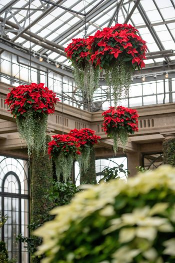 A collection of hanging baskets of red poinsettias are displayed under the glass ceiling of conservatory with white plants in the foreground