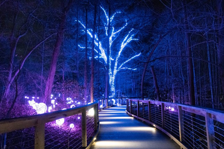 A wooden path leads to a large tree with its branches covered in blue Christmas lights