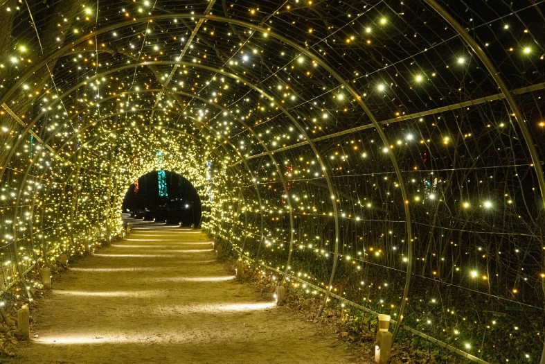 A tunnel of yellow lights arches over a dirt path
