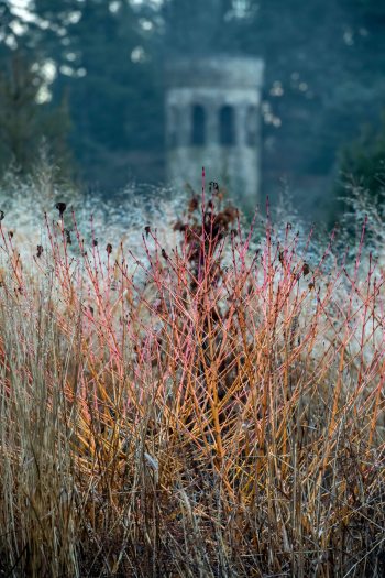 A winter scene of brown, frosty shrubs with a stone chimes tower in the distance through fog