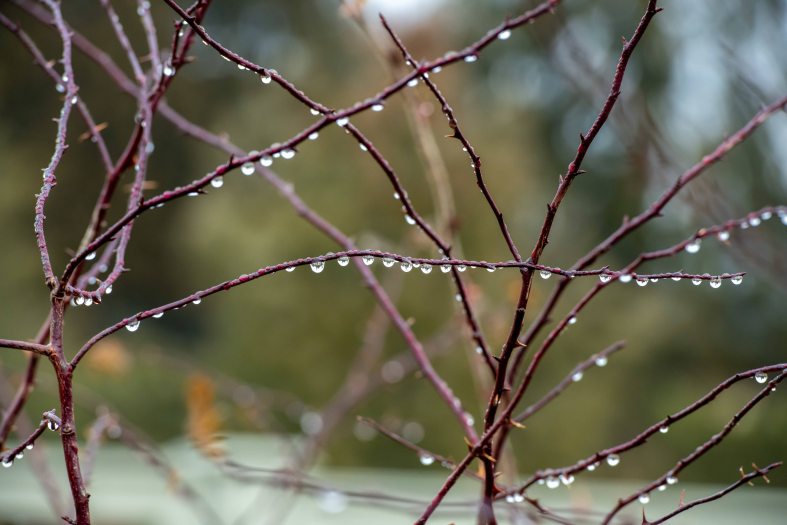 Empty brown branches of a rose bush with snow and ice hanging off the edges