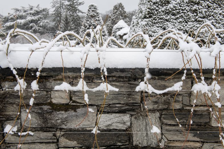 Snow sits atop a stone wall and arched empty rose bush branches