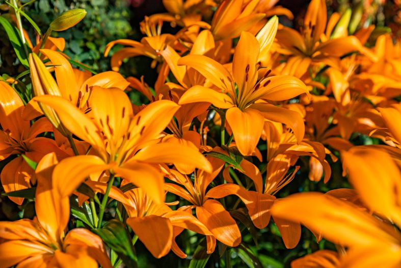 Close-up of orange lillies