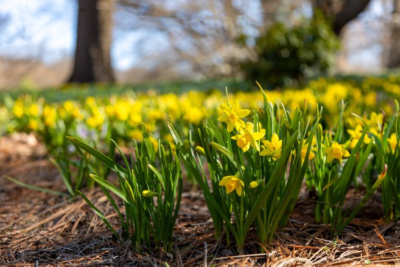 Close-up of an area of small yellow daffodils
