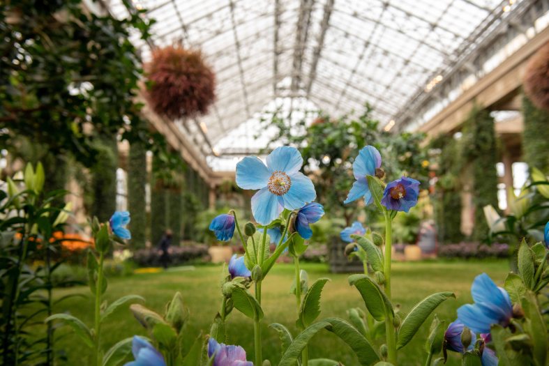 A small blue Mecanopsis blue poppy stands in a garden bed in a glass conservatory with a green grass area in the background