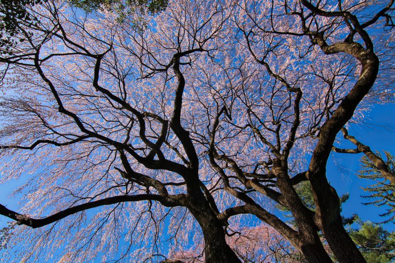 Looking straight up at a blooming, flowering, pink tree