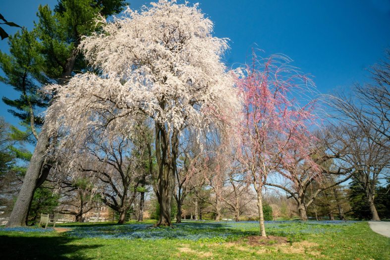A tall, white, blooming tree stands among other blooming pink trees 