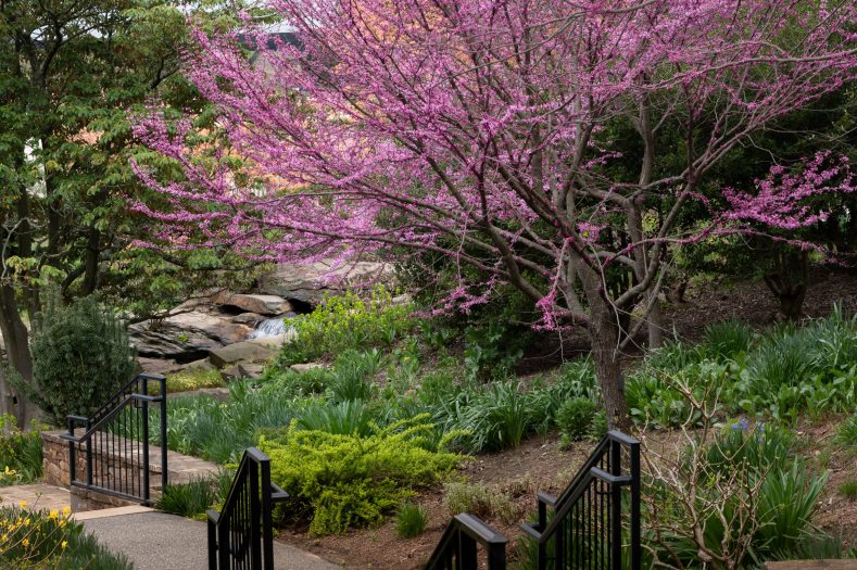 A flowering pink tree hangs over a stone walkway leading down a set of stairs