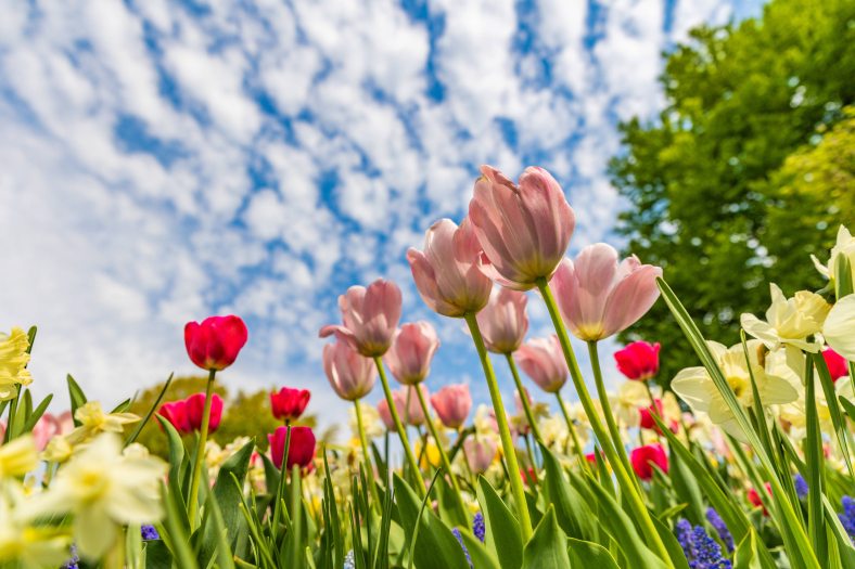 A bug's view from below of pink, white, and red tulips blooming against a blue sky